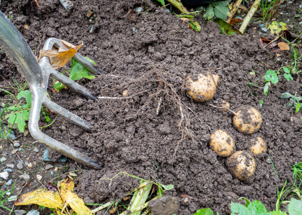 #7. Potatoes